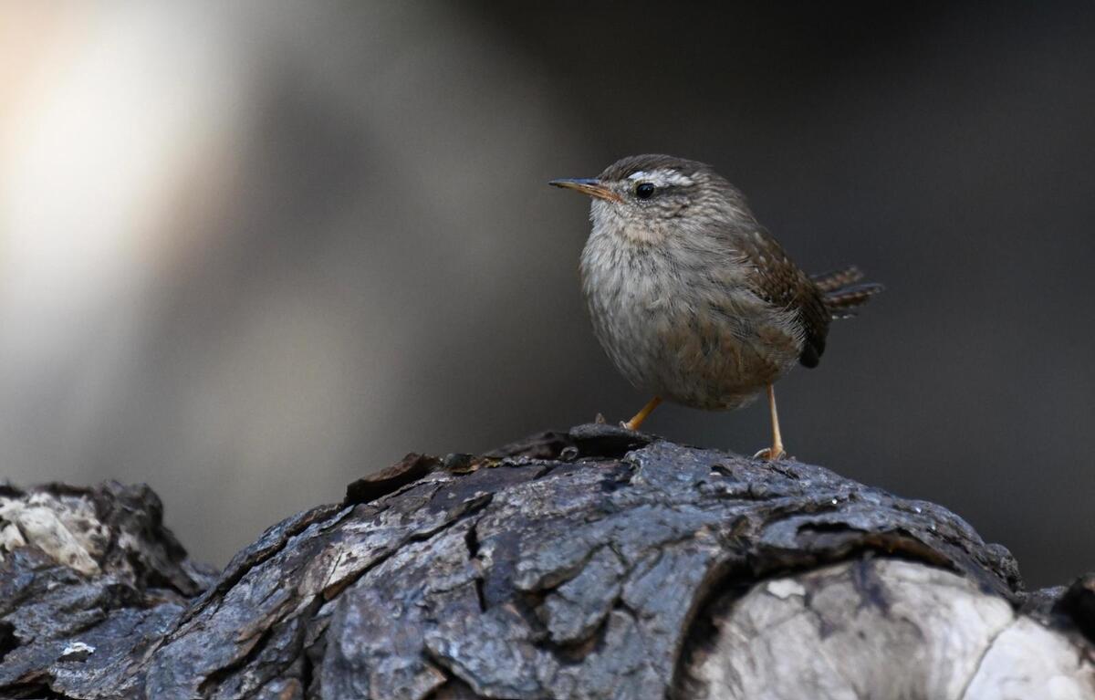 2026-03-17 5 Wren